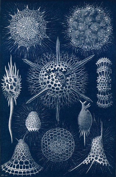 Radiolarians autorstwa English School