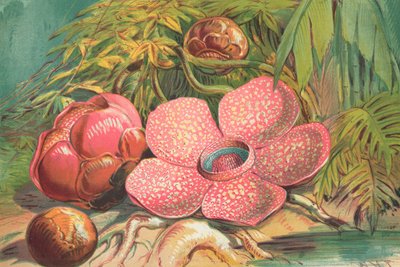 Rafflesia Arnoldii, gigantyczny kwiat lasów deszczowych Sumatry autorstwa English School