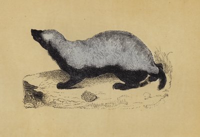 Ratel (litografia kolorowa) autorstwa English School