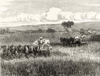 Żniwa w Południowej Adelajdzie, ok. 1880, z „Australian Pictures” Howarda Willoughby’ego, opublikowane przez religijne Towarzystwo Traktowe, Londyn, 1886 autorstwa English School
