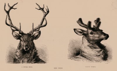 Czerwony Jeleń (grawerunek) autorstwa English School