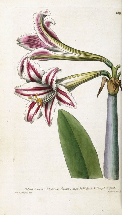 Lilia czerwono-biała w paski, 1799-1810 autorstwa English School