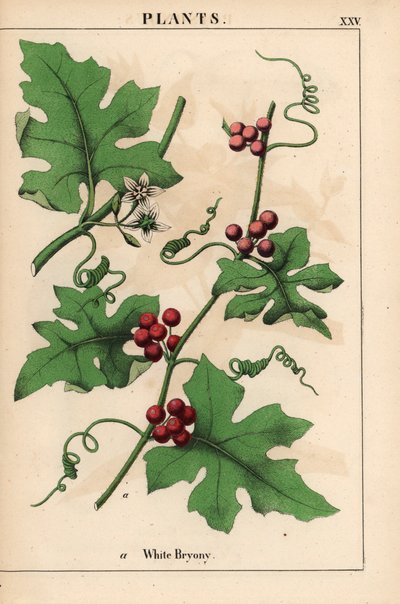 Czerwony bryony z czerwonymi jagodami. Bryonia dioica   , z „Pouczającej książki z obrazkami, czyli lekcji ze świata warzyw”, [Charlotte Mary Yonge], Edynburg autorstwa English School