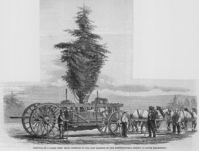 Usunięcie dużego drzewa z Chiswick do nowych ogrodów Towarzystwa Ogrodniczego w South Kensington autorstwa English School