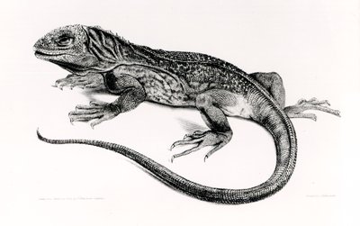 Gad, ilustracja z „Zoologii podróży H.M.S Beagle, 1832-36”, autorstwa Charlesa Darwina (1809-92) autorstwa English School