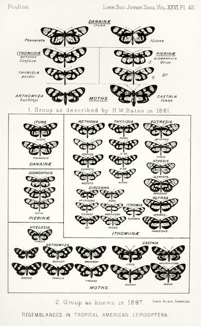 Podobieństwa u tropikalnych motyli amerykańskich, ilustracja z The Hope Reports, tom. II, 1897-1900., red. Edward B. Poulton, Oxford, 1901 autorstwa English School