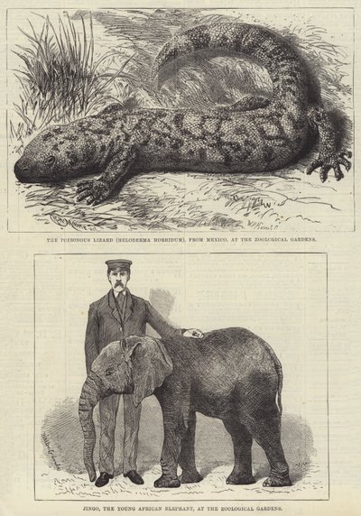 Mieszkańcy londyńskiego zoo (grafika) autorstwa English School