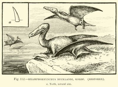 Rhamphorhynchus Bucklandi, Goldf, odrestaurowany autorstwa English School