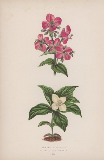 Rhexia Virginica; Cornus Canadensis (kolorowa litografia) autorstwa English School