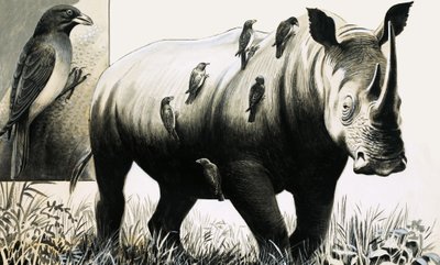 Nosorożec i ptak Oxpecker autorstwa English School