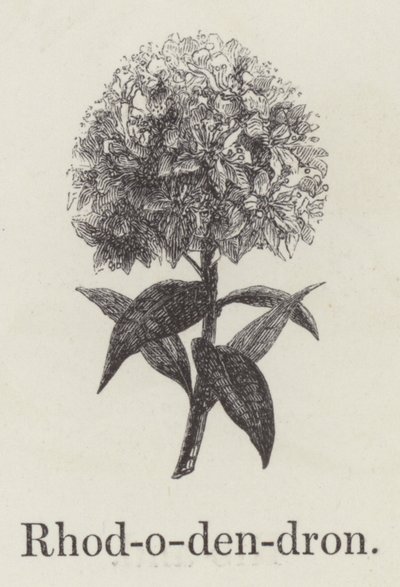 Rododendron (grawerowanie) autorstwa English School