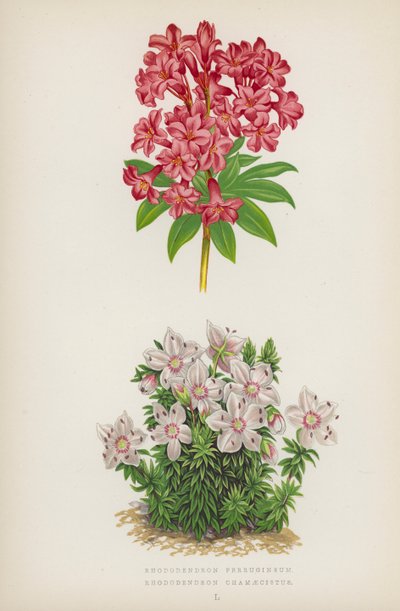 Rhododendron Ferrugineum; Rhododendron Chamaecistus (litografia barwna) autorstwa English School