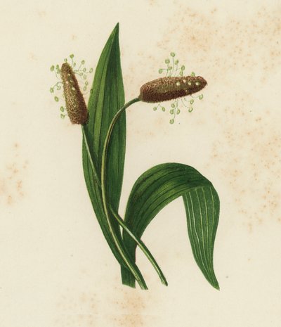 Babka lancetowata, Plantago Lanceolata (kolor lito) autorstwa English School