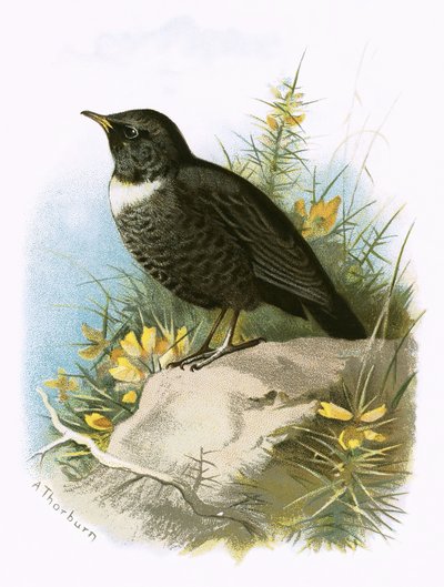 Pierścień Ouzel autorstwa English School