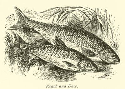 Płoć i Dace autorstwa English School