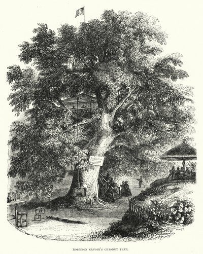 Drzewo kasztanowca Robinsona Crusoe (grawerowanie) autorstwa English School