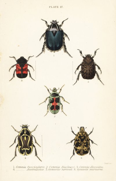 chrząszcze różowy: Cetonia fascicularis 1, Heterorhina macleayi 2, Gametoides subfasciata 3, skrzypek, Eupoecila australasiae 4, Gymnetis hieroglyphica 5 i Gymnetis marmorea 6 autorstwa English School