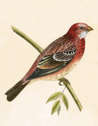Rosy Bullfinch, ilustracja z „Historii ptaków Europy nieobserwowanej na wyspach brytyjskich” Charlesa Roberta Bree (1811-86), opublikowana w 1867 r. autorstwa English School