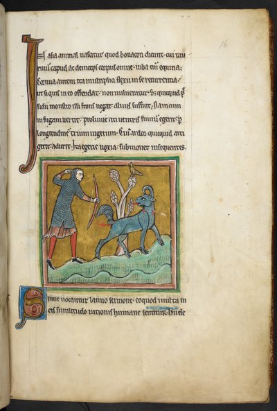 Królewski 12 F.XIII, f.16   Myśliwy strzelający strzałą do zwierzęcia.  Bestiariusz (ff. 3-141), Lapidarium (ff. 141v-149)  2. ćwierć XIII wieku autorstwa English School