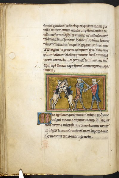 Królewski 12 F.XIII, f.42v Dwaj rycerze walczą pieszo na miecze, podczas gdy ich konie walczą ze sobą na tylnych łapach. , z Bestiariusza (ff. 3-141), Lapidary (ff. 141v-149)  , 2 ćw. XIII w. (welum) autorstwa English School