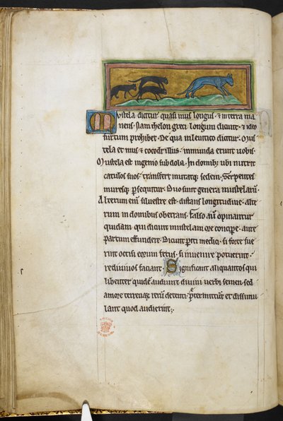 Królewski 12 F.XIII, f.43v Myszy goniące kota, z Bestiariusza (ff. 3-141), Lapidary (ff. 141v-149)  , 2 ćw. XIII w. (welin) autorstwa English School
