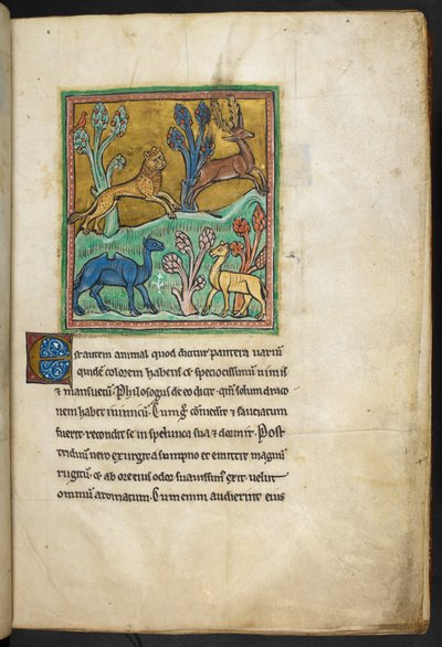 Królewski 12 F.XIII, f.7   Lampart goniący jelenia, z wielbłądem i innym zwierzęciem.  z Bestiariusza (ff. 3-141), Lapidary (ff. 141v-149)  2. ćwierć XIII wieku autorstwa English School