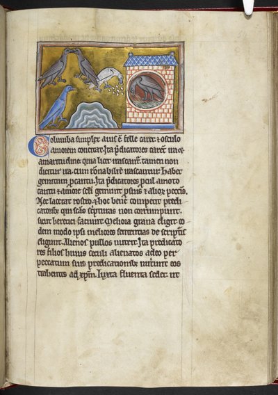 Royal MS 12 C XIX f.54r Gołębie, z 