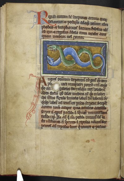 Royal MS 12 C XIX, f.63v Anguis, z 
