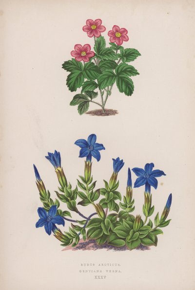 Rubus Arcticus; Gentiana Verna (kolor lito) autorstwa English School