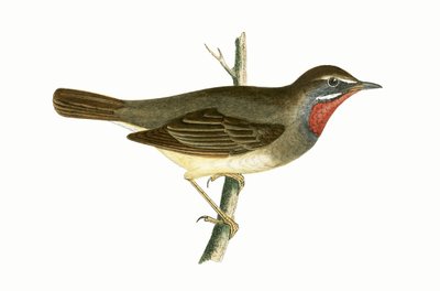 Ruby Throated Warbler, ilustracja z „Historii ptaków Europy nieobserwowanych na wyspach brytyjskich” Charlesa Roberta Bree (1811-86), opublikowana w 1867 r. autorstwa English School