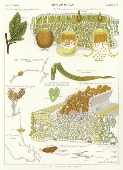 Rdza pszenicy autorstwa English School