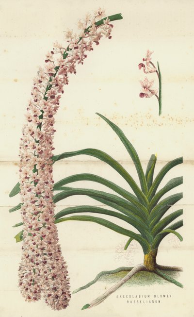 Saccolabium Blumei Russelianum (chromolitho) autorstwa English School