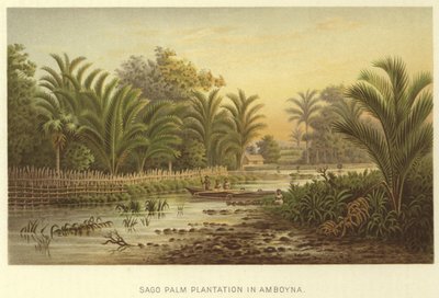 Sago Palm Plantation w Amboyna autorstwa English School