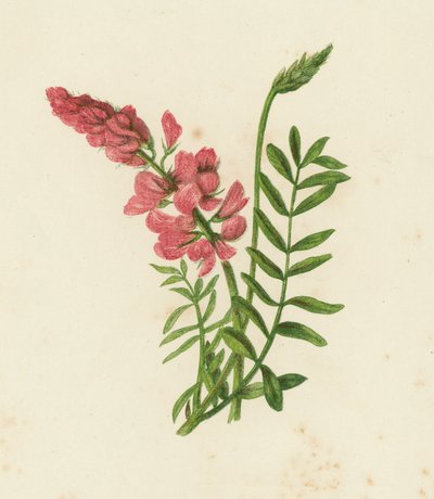 Scientifin, Onobrychis sativa (kolor litowy) autorstwa English School