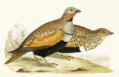 Cietrzew piaskowy, ilustracja z „Historii ptaków Europy nieobserwowanej na wyspach brytyjskich” Charlesa Roberta Bree (1811-1886), opublikowana w 1867 r. autorstwa English School