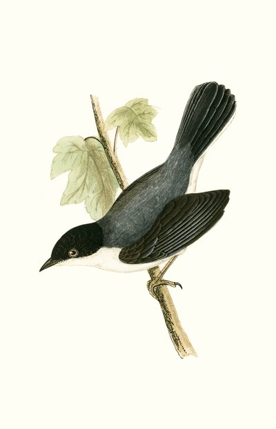 Сардиниан Warbler, Чарльз Роберт Бригийн (1811-86) "Британийн арлуудад ажиглагдаагүй Европын шувуудын түүх" номын зураг, 1867 онд хэвлэгдсэн. autorstwa English School