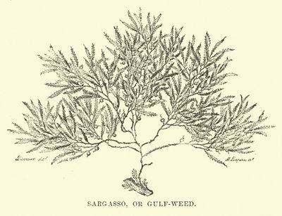Sargasso lub chwast zatokowy autorstwa English School