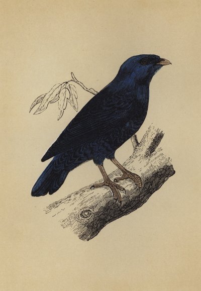 Satin Bird (druk kolorowy) autorstwa English School