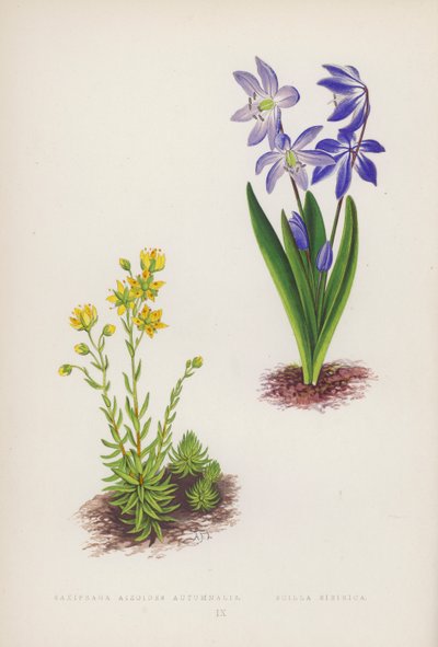 Saxifraga Aizoides Autumnalis; Scilla Sibirica (kolor lito) autorstwa English School