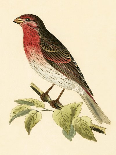 Scarlet Bullfinch, ilustracja z „Historii ptaków Europy nieobserwowanej na wyspach brytyjskich” Charlesa Roberta Bree (1811-86), opublikowana w 1867 r. autorstwa English School