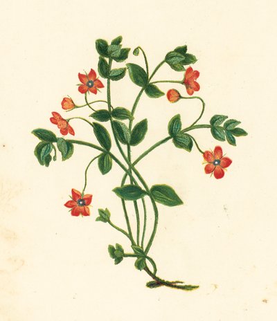 Scarlet Pimpernel, Anagallis Arvensis (kolorowa litografia) autorstwa English School
