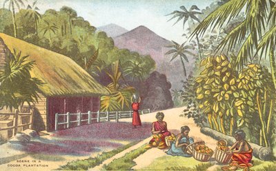 Scena na plantacji kakao (kolor lito) autorstwa English School