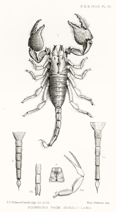 Scorpions from Somaliland, ilustracja z The Hope Reports, t. II, 1897-1900., red. Edward B. Poulton, Oxford, 1901 autorstwa English School