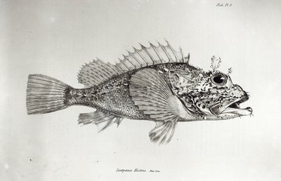 Scorpion Fish, płyta 8 z „Zoologii podróży H.M.S Beagle, 1832-36” Karola Darwina autorstwa English School