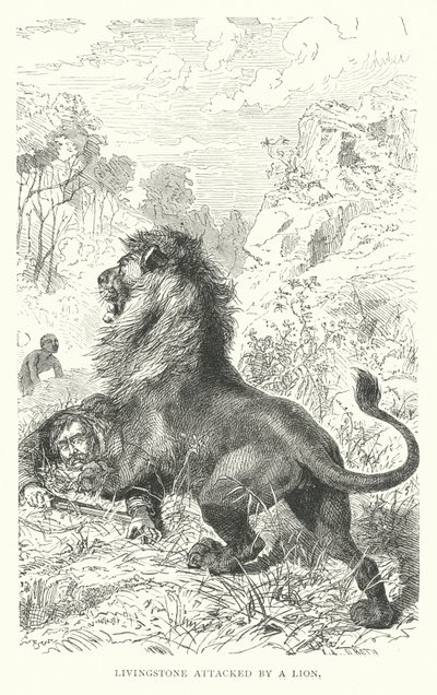 Szkocki misjonarz David Livingstone zaatakowany przez lwa w Afryce (rycina) autorstwa English School