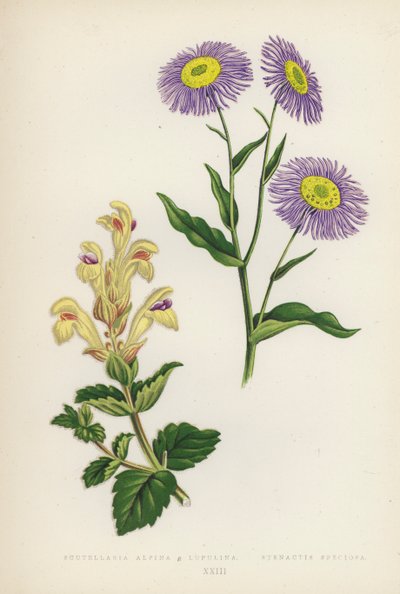 Scutellaria Alpina B Lupulina; Stenactis Speciosa (kolorowa litografia) autorstwa English School