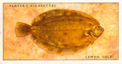 Ryby morskie: Lemon Sole (kolorowa litografia) autorstwa English School