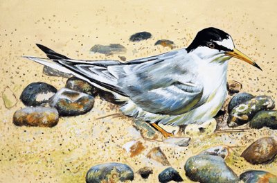 Ptak morski (łapacz ostryg) autorstwa English School