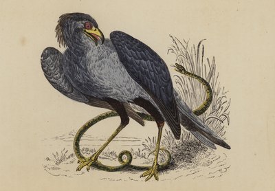 Sekretarka Bird (kolorowa litografia) autorstwa English School