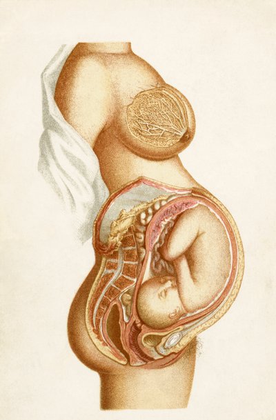 Przekrój półschematyczny ciąży w pełnym wymiarze czasu przedstawiający położenie płodu w macicy, z Handbook of Obstetric Nursing, opublikowanego w 1889 r. autorstwa English School